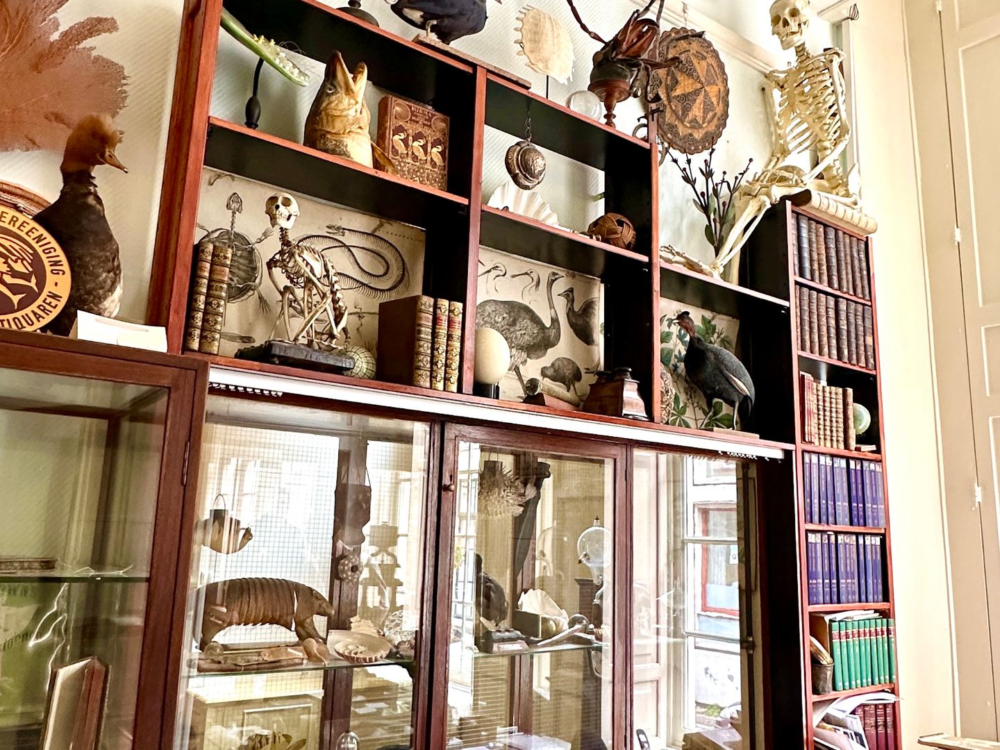 Interieur van Acanthus Antiquariaat met vitrinekasten vol curiosa, boeken en natuurhistorische objecten